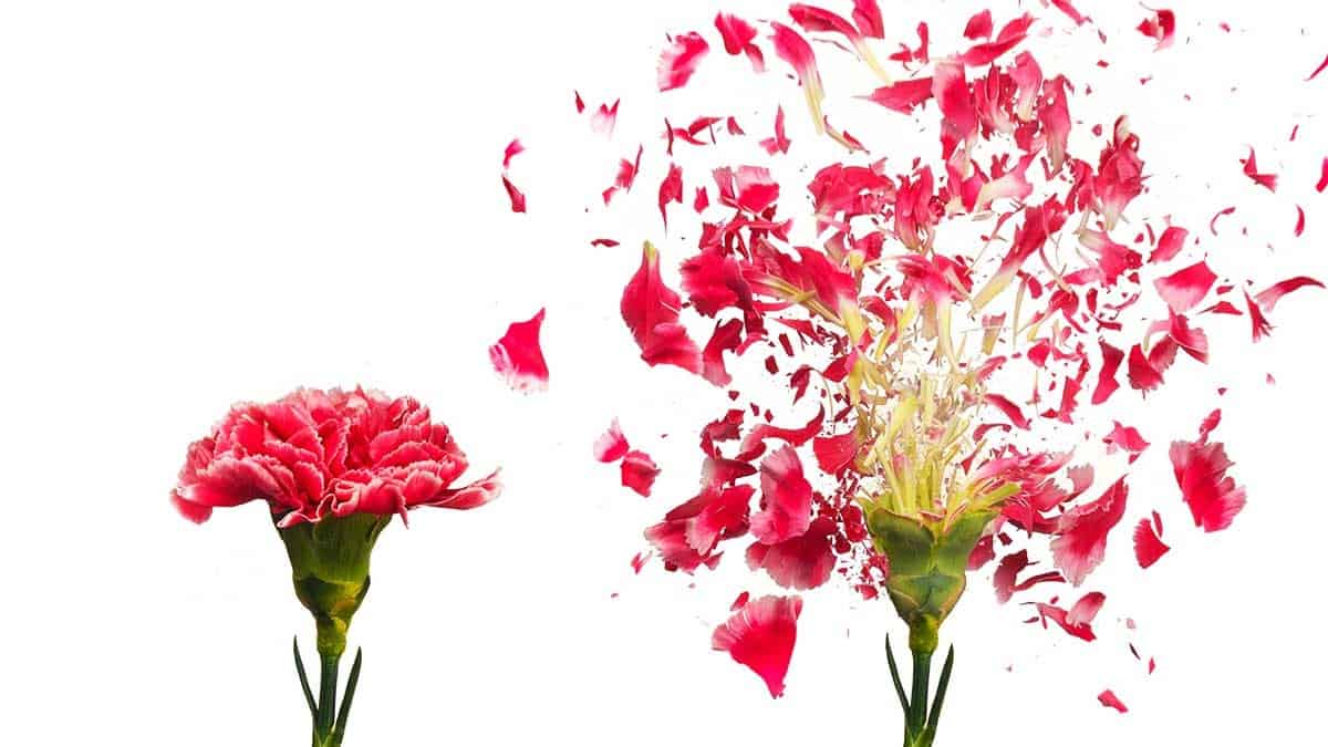 صلاحيات رئيس تنفيذي جديد