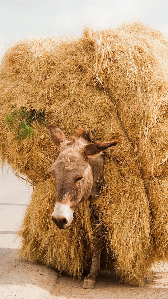 قبل الموافقة على عمل