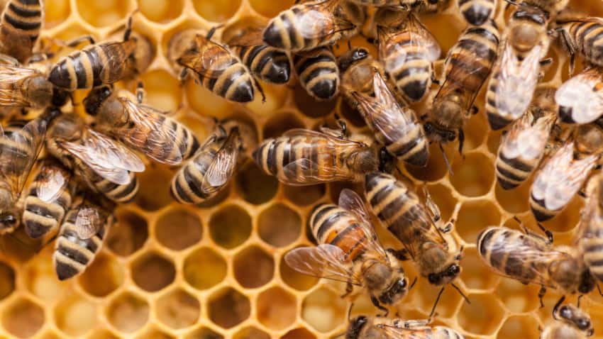 الابتكار في الصناعة المنظمة