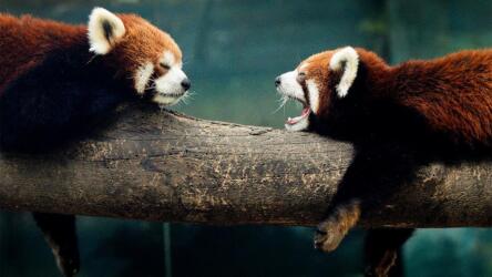 كيفية تحفيز الموظفين