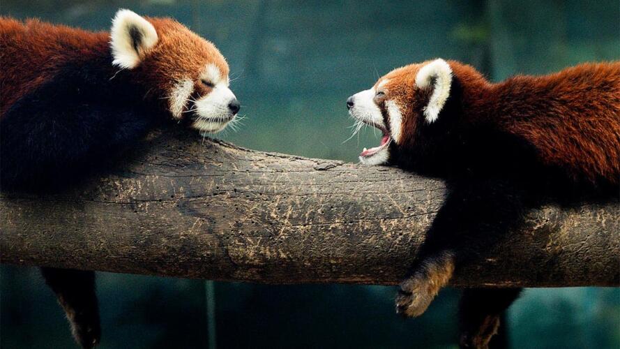 كيفية تحفيز الموظفين