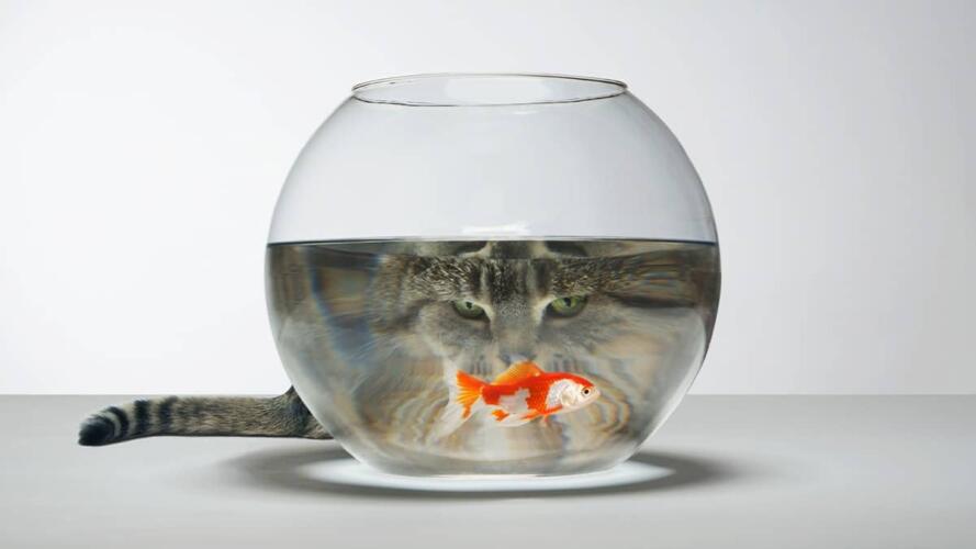 الأمان النفسي