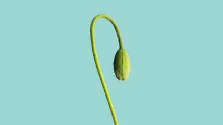 نمو الإيرادات