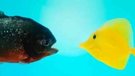 التقييمات السلبية