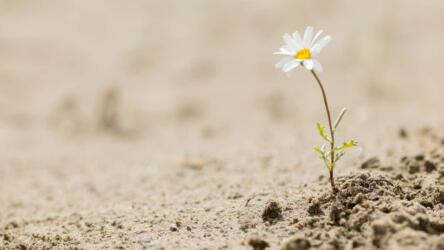 اختراع الثقة والقدرة على التحمل