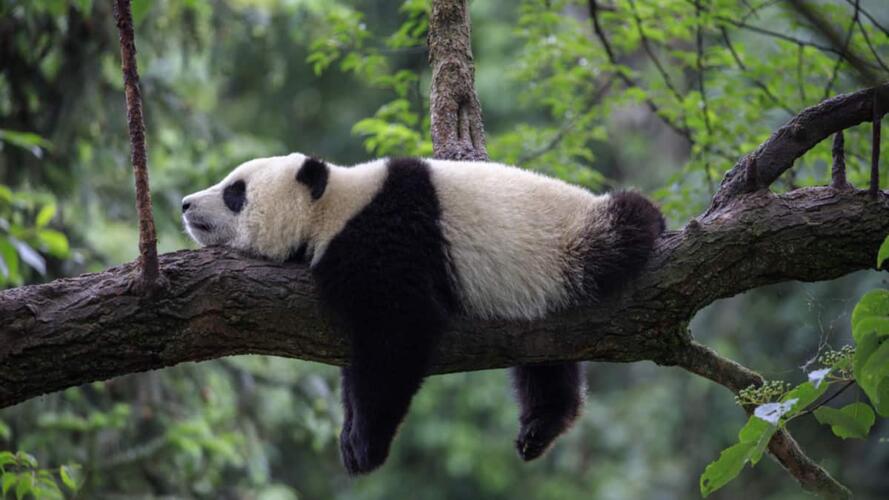 تحسين الأداء في العمل