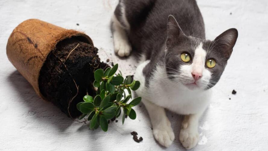 العفو عن شخص