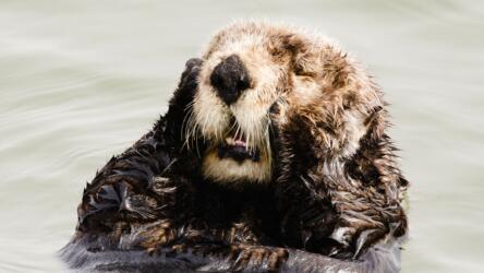 أزمة مقتبل العمر