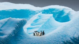 التعافي الذاتي الجماعي