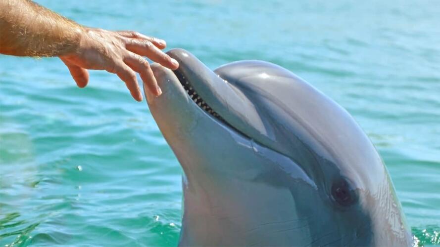 التعاون مع المنافسين