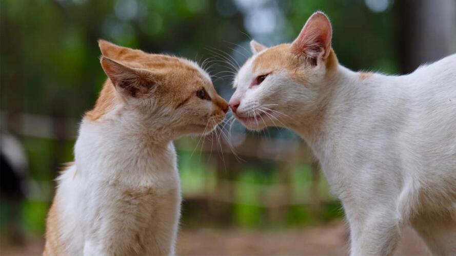 التعامل مع زميل العمل السيئ