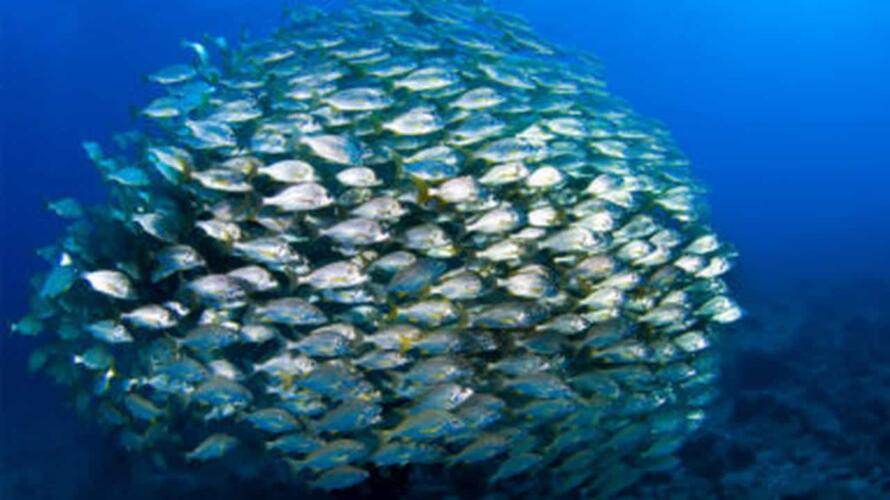 تجمعات الخمس عشرة دقيقة