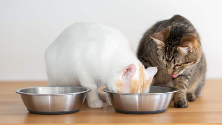 الانهزامية