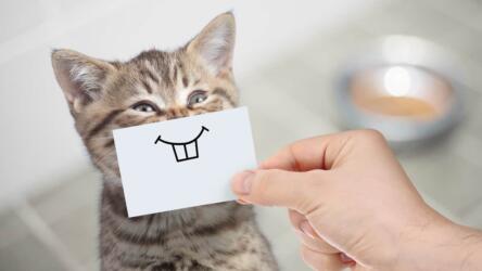 السعي إلى السعادة في العمل