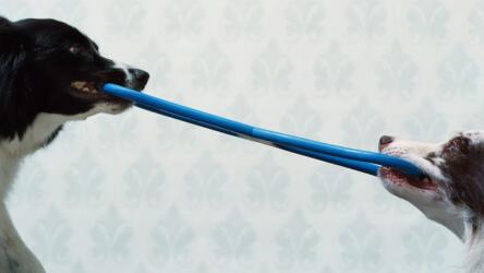 مصادر للتوتر في الشركات العائلية