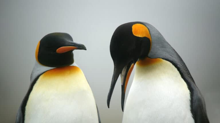 التغلب على التعرض للرفض