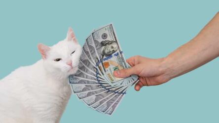 العرض المضاد