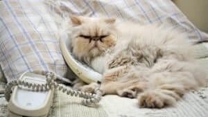 تقديم الملاحظات النقدية عن بُعد