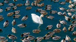 المواهب غير العادية