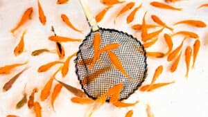 النساء الأكبر سناً والخروج من العمل