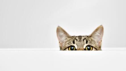 حب الاستطلاع العميق