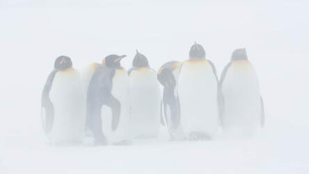 الشركات العائلية والأزمات