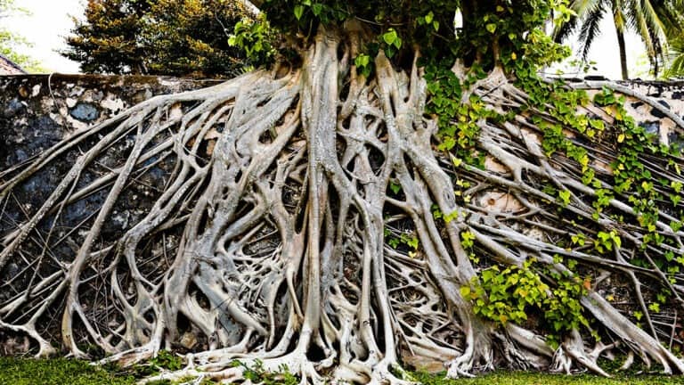 أسواق دول جنوب الصحراء الإفريقية