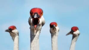 مواجهة الأسئلة الصعبة من المدراء