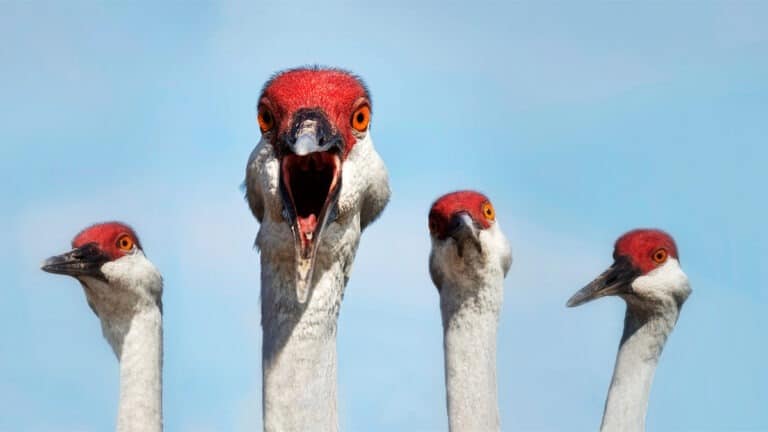 مواجهة الأسئلة الصعبة من المدراء