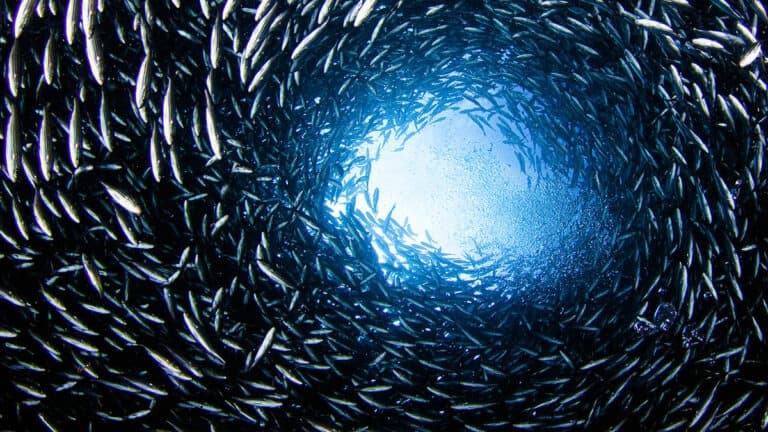 نمو الشركة الناشئة في فترة الركود