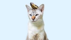 نهج الشركات الناشئة الرشيقة