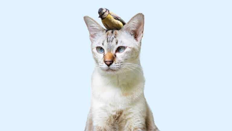 نهج الشركات الناشئة الرشيقة