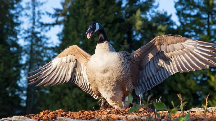 تأثير كبد الإوز المسمّن