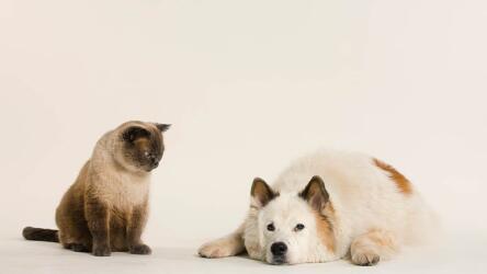 السيطرة على تركيز الجمهور