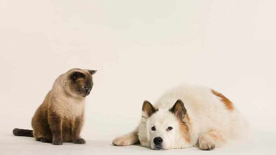 السيطرة على تركيز الجمهور