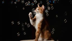 علم البيانات