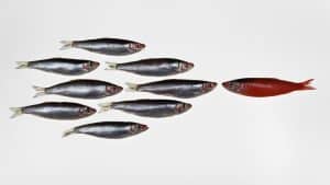 نزاع القادة