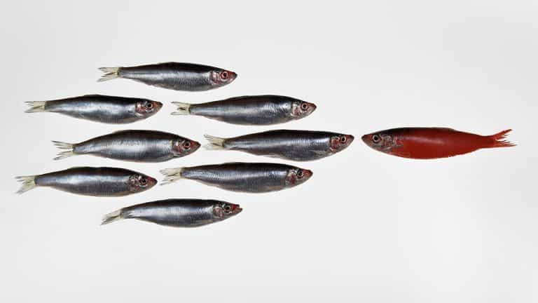 نزاع القادة