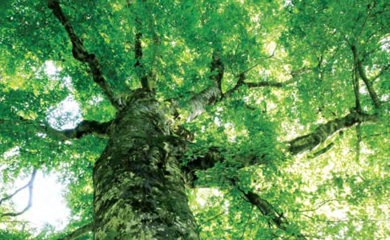 ماهي الكفاءات الأساسية في الشركة؟