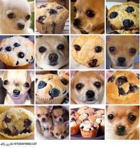 تمييز الصور عبر الذكاء الاصطناعي