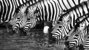 علم الإقناع