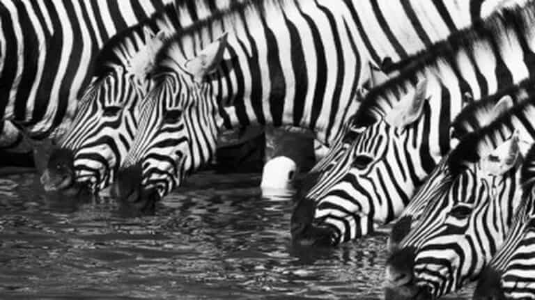 علم الإقناع