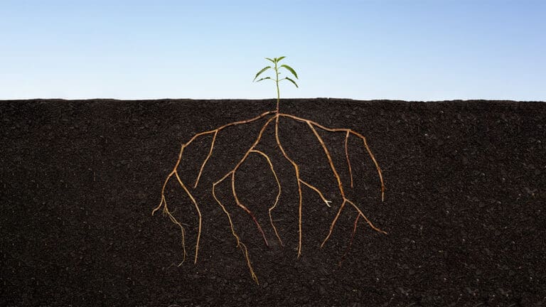 تحديد أهداف الشركة