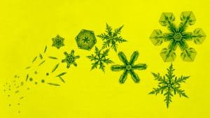 أشكال التنوع