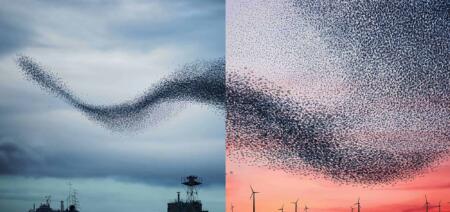 استراتيجية النمو لشركة سويسكوم