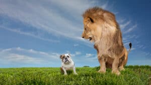 الآراء التقويمية للقادة