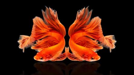 الزوجان العاملان وأزمة كورونا