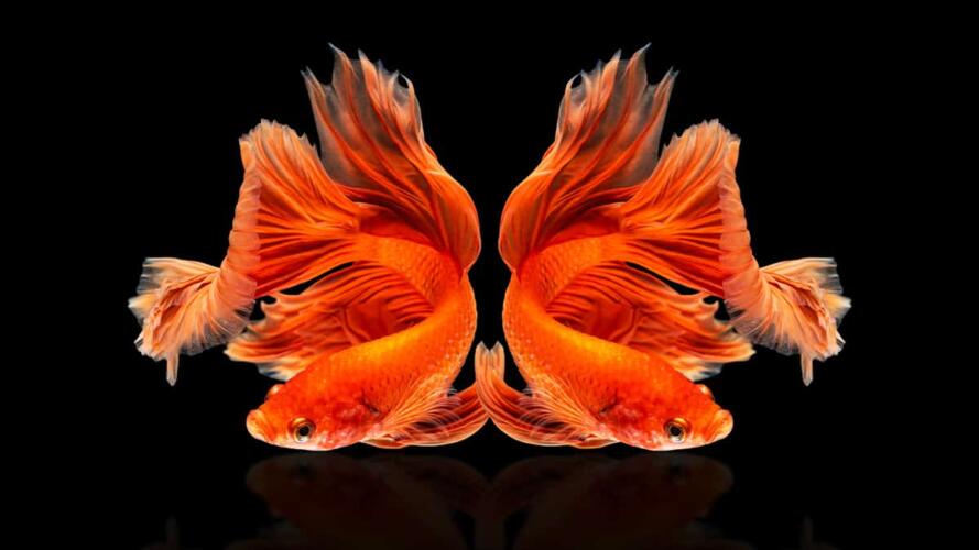 الزوجان العاملان وأزمة كورونا