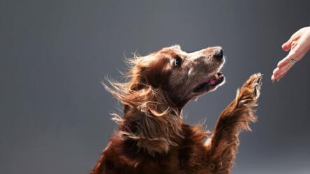 أهمية الإيماءات الصغيرة