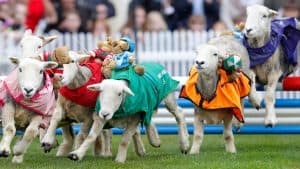 فوائد المنافسة في الأسواق الناشئة